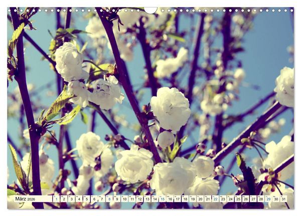 Produktbild: Focus Natur (Wandkalender 2026 DIN A3 quer), CALVENDO Monatskalender