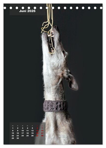 Produktbild: UNDERDOG - Windhundportraits (Tischkalender 2026 DIN A5 hoch), CALVENDO Monatskalender