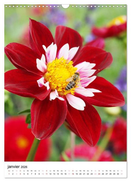 Produktbild: Des beaux dahlias (Calendrier mural 2026 DIN A3 horizontal), CALVENDO calendrier mensuel