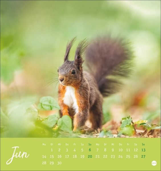 Produktbild: Eichh&ouml;rnchen Postkartenkalender 2027