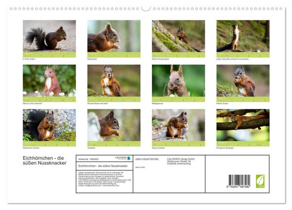 Produktbild: Eichh&ouml;rnchen - die s&uuml;&szlig;en Nussknacker (hochwertiger Premium Wandkalender 2026 DIN A2 quer), Kunstdruck in Hochglanz