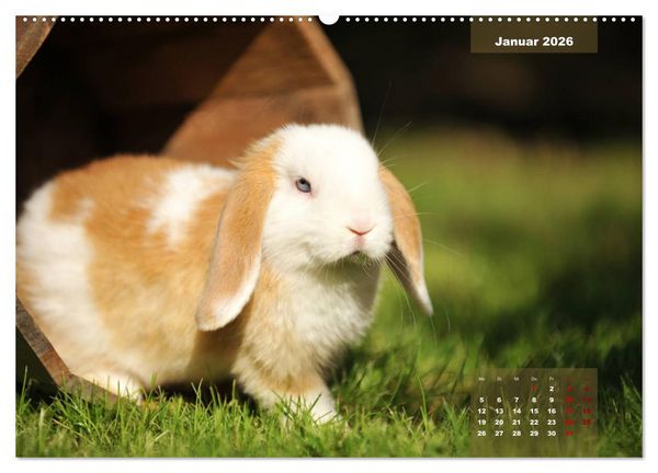 Produktbild: Kaninchen klein und putzig (Wandkalender 2026 DIN A2 quer), CALVENDO Monatskalender