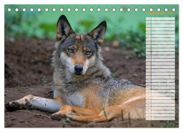 Produktbild: Tiere des Waldes (Tischkalender 2026 DIN A5 quer), CALVENDO Monatskalender