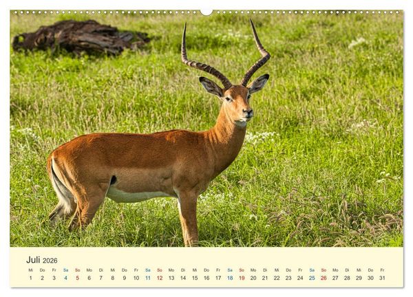 Produktbild: Safari in Kenia (Wandkalender 2026 DIN A2 quer), CALVENDO Monatskalender