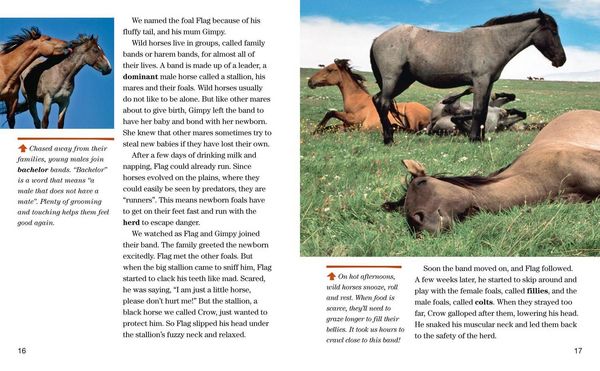 Produktbild: Face to Face with Wild Horses