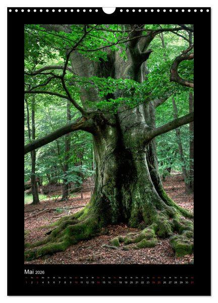 Produktbild: Mythos Baum / 2026 (Wandkalender 2026 DIN A3 hoch), CALVENDO Monatskalender