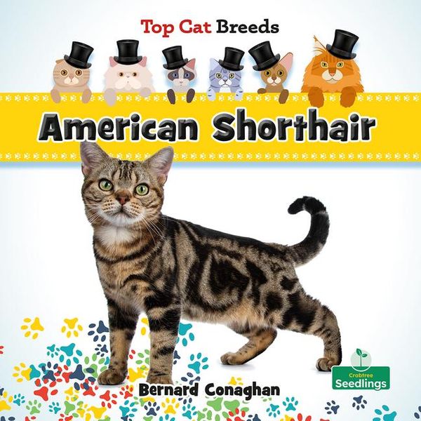 Produktbild: American Shorthair