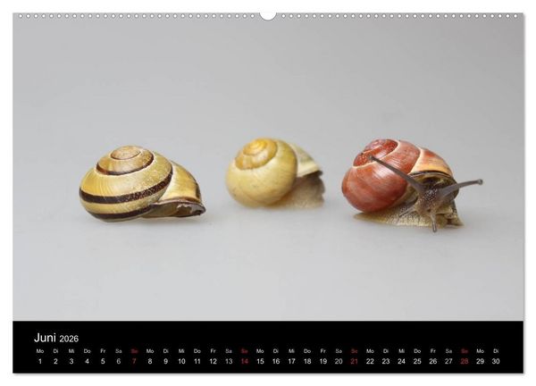 Produktbild: Lautlose Begleiter - Schnecken (Wandkalender 2026 DIN A2 quer), CALVENDO Monatskalender