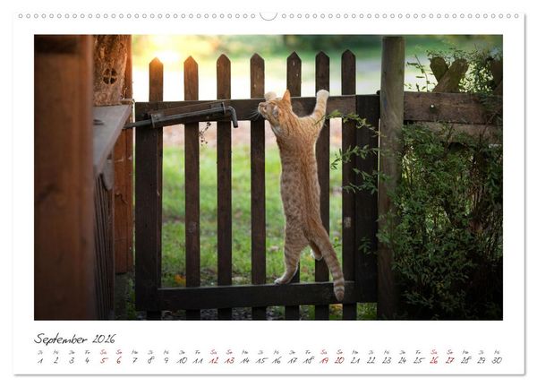 Produktbild: Zauberhafte rote K&auml;tzchen (hochwertiger Premium Wandkalender 2026 DIN A2 quer), Kunstdruck in Hochglanz