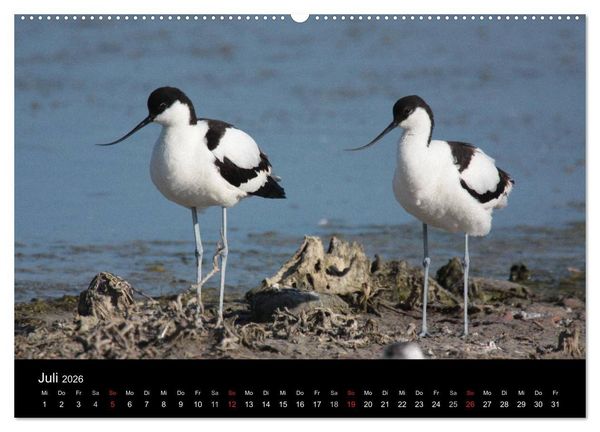 Produktbild: Limikolen Watv&ouml;gel auf dem Zug (hochwertiger Premium Wandkalender 2026 DIN A2 quer), Kunstdruck in Hochglanz