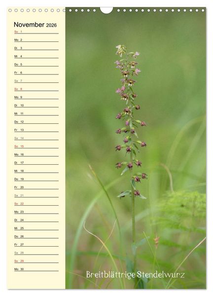 Produktbild: Wildwachsende Orchideen in Bayern (Wandkalender 2026 DIN A3 hoch), CALVENDO Monatskalender