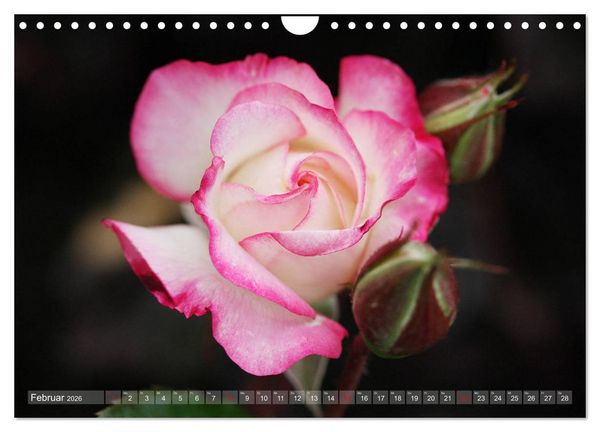 Produktbild: Stolze Rosen (Wandkalender 2026 DIN A4 quer), CALVENDO Monatskalender