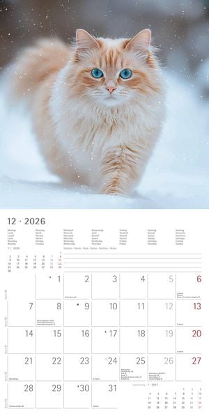 Produktbild: Katzen 2026 - Broschürenkalender 30x30 cm (30x60 geöffnet) - Kalender mit Platz für Notizen - Cats - Bildkalender - Wandplaner - Katzenkalender