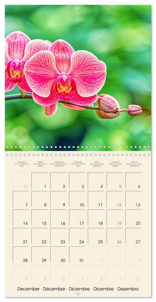 Produktbild: Butterfly orchids in high fidelity (Wall Calendar 2026 12 &times; 12 Inch) CALVENDO 12 Month Wall Calendar