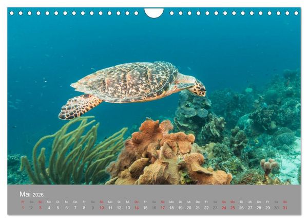 Produktbild: Meeresschildkr&ouml;ten der Karibik (Wandkalender 2026 DIN A4 quer), CALVENDO Monatskalender