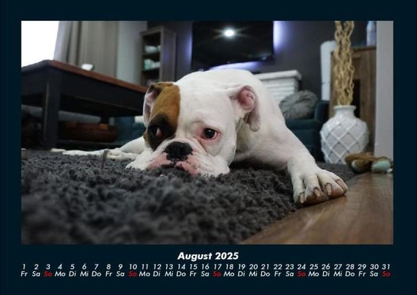 Produktbild: Der Hundekalender 2025 Fotokalender DIN A4