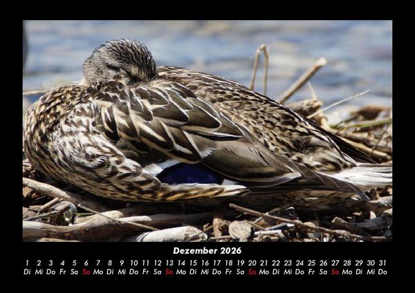 Produktbild: Enten 2026 Fotokalender DIN A3