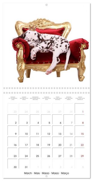 Produktbild: Cute Funny Dogs (Wall Calendar 2026 12 &times; 12 Inch) CALVENDO 12 Month Wall Calendar