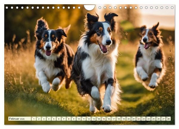 Produktbild: Traumhund Collie (Wandkalender 2026 DIN A4 quer), CALVENDO Monatskalender