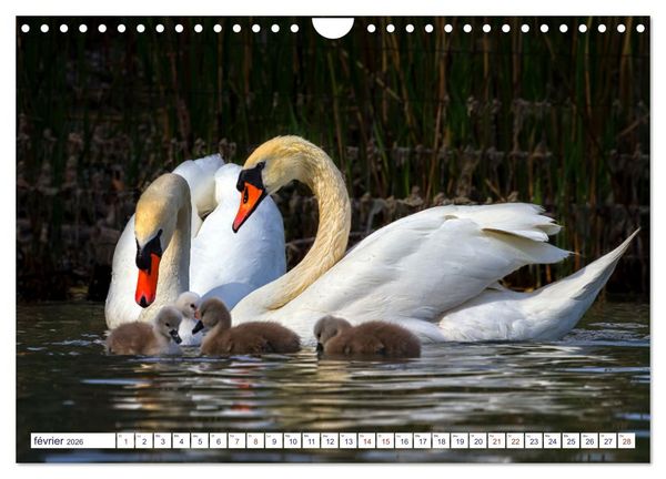 Produktbild: Oiseaux aquatiques en famille (Calendrier mural 2026 DIN A4 vertical), CALVENDO calendrier mensuel