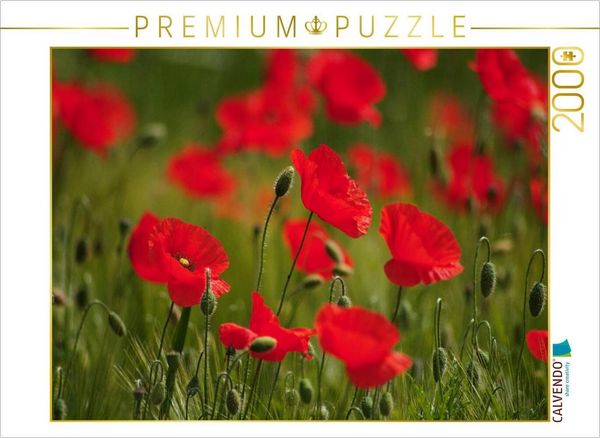 Produktbild: CALVENDO Puzzle Mohnblumen im Feld | 2000 Teile Lege-Gr&ouml;&szlig;e 90x67cm Foto-Puzzle f&uuml;r gl&uuml;ckliche Stunden
