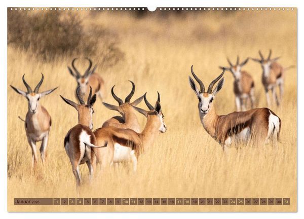 Produktbild: Wildlife Namibia - Etosha und Kalahari (hochwertiger Premium Wandkalender 2026 DIN A2 quer), Kunstdruck in Hochglanz