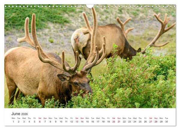 Produktbild: Yukon Wild (Wall Calendar 2026 DIN A3 landscape), CALVENDO 12 Month Wall Calendar