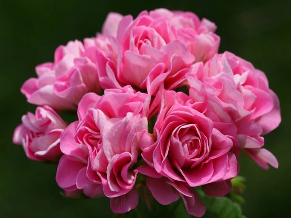 Produktbild: CALVENDO Puzzle Pelargonium Tr&auml;ume | 1000 Teile Lege-Gr&ouml;&szlig;e 64x48cm Foto-Puzzle f&uuml;r gl&uuml;ckliche Stunden