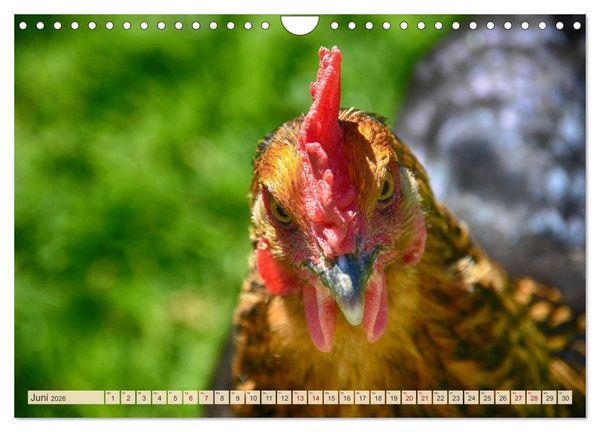 Produktbild: Charmante H&uuml;hner (Wandkalender 2026 DIN A4 quer), CALVENDO Monatskalender
