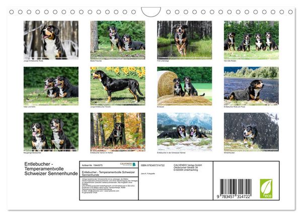 Produktbild: Entlebucher - Temperamentvolle Schweizer Sennenhunde (Wandkalender 2026 DIN A4 quer), CALVENDO Monatskalender