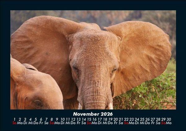 Produktbild: Elefanten - Die sanften Riesen Afrikas 2026 Fotokalender DIN A5