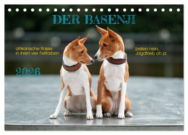 Der Basenji (Tischkalender 2026 DIN A5 quer), CALVENDO Monatskalender