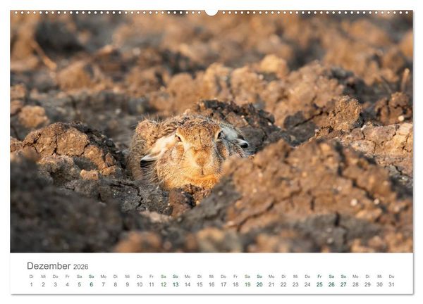 Produktbild: Feldhasen - dem Langohr auf der Spur (hochwertiger Premium Wandkalender 2026 DIN A2 quer), Kunstdruck in Hochglanz