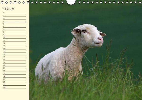 Produktbild: Der wollige Geburtstagskalender (Wandkalender immerw&auml;hrend DIN A4 quer)