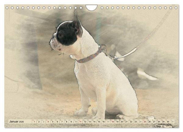 Produktbild: Franz&ouml;sische Bulldoggen 2026 (Wandkalender 2026 DIN A4 quer), CALVENDO Monatskalender