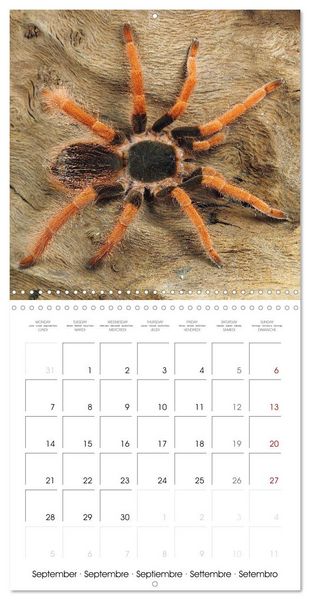 Produktbild: Spider synphony (Wall Calendar 2026 12 &times; 12 Inch) CALVENDO 12 Month Wall Calendar
