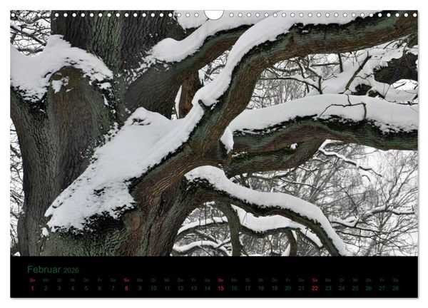 Produktbild: Baumgefl&uuml;ster (Wandkalender 2026 DIN A3 quer), CALVENDO Monatskalender