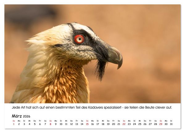 Produktbild: Die Geier sind los (Wandkalender 2026 DIN A4 quer), CALVENDO Monatskalender