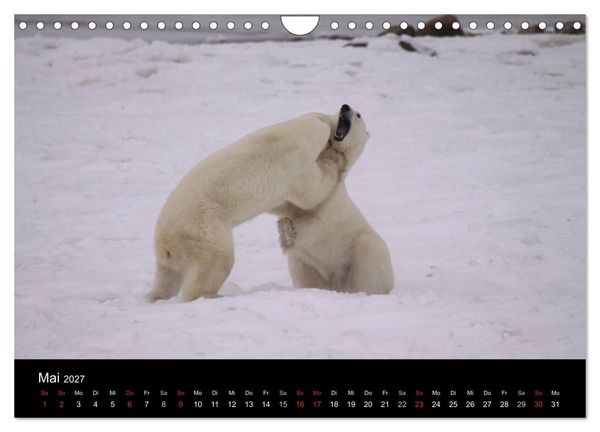 Produktbild: Arktische Tr&auml;ume - Eisb&auml;ren in Kanada (Wandkalender 2027 DIN A4 quer), CALVENDO Monatskalender