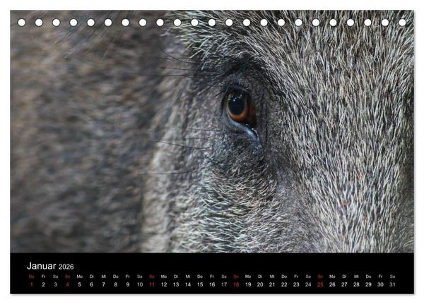 Produktbild: Wilde Wutzen. Das heimische Wildschwein (Tischkalender 2026 DIN A5 quer), CALVENDO Monatskalender