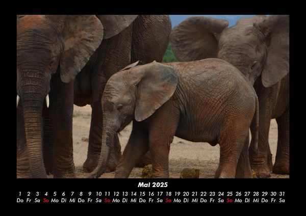 Produktbild: Elefanten - Die sanften Riesen Afrikas 2025 Fotokalender DIN A3