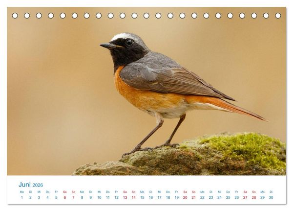 Produktbild: Singv&ouml;gel - 12 Arten im Garten (Tischkalender 2026 DIN A5 quer), CALVENDO Monatskalender