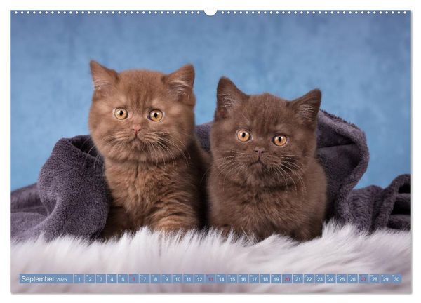 Produktbild: Kleine Stubenstiger (hochwertiger Premium Wandkalender 2026 DIN A2 quer), Kunstdruck in Hochglanz