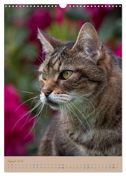Produktbild: Pl&uuml;schige Katzen im Garten (Wandkalender 2026 DIN A3 hoch), CALVENDO Monatskalender