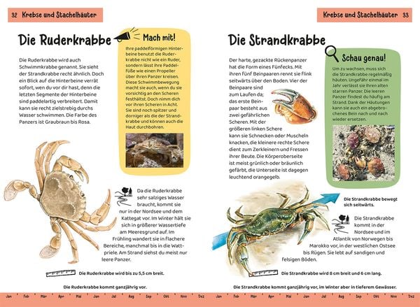 Produktbild: Was lebt an Strand und K&uuml;ste? Kindernaturf&uuml;hrer