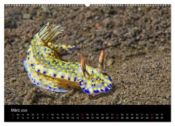 Produktbild: Unterwasserwelt Nacktschnecken (hochwertiger Premium Wandkalender 2026 DIN A2 quer), Kunstdruck in Hochglanz