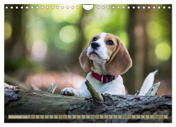Produktbild: Beaglebabys auf Entdeckungstour (Wandkalender 2026 DIN A4 quer), CALVENDO Monatskalender