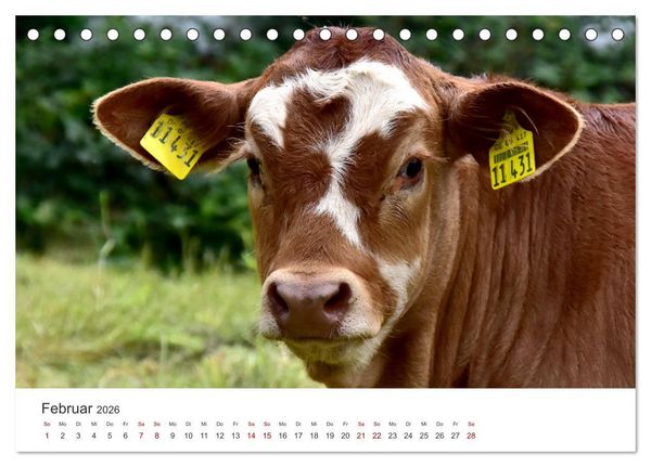 Produktbild: K&auml;lber - Kleine Herzensbrecher auf den Wiesen (Tischkalender 2026 DIN A5 quer), CALVENDO Monatskalender