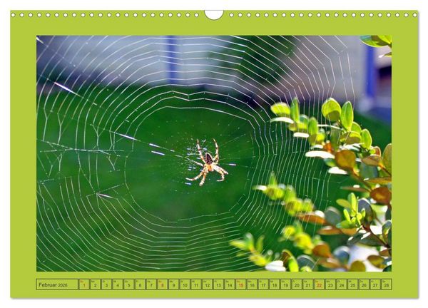Produktbild: Wir sind die Stars im Garten (Wandkalender 2026 DIN A3 quer), CALVENDO Monatskalender