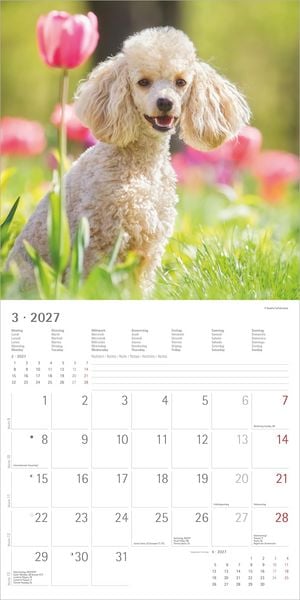 Produktbild: Hunde 2027